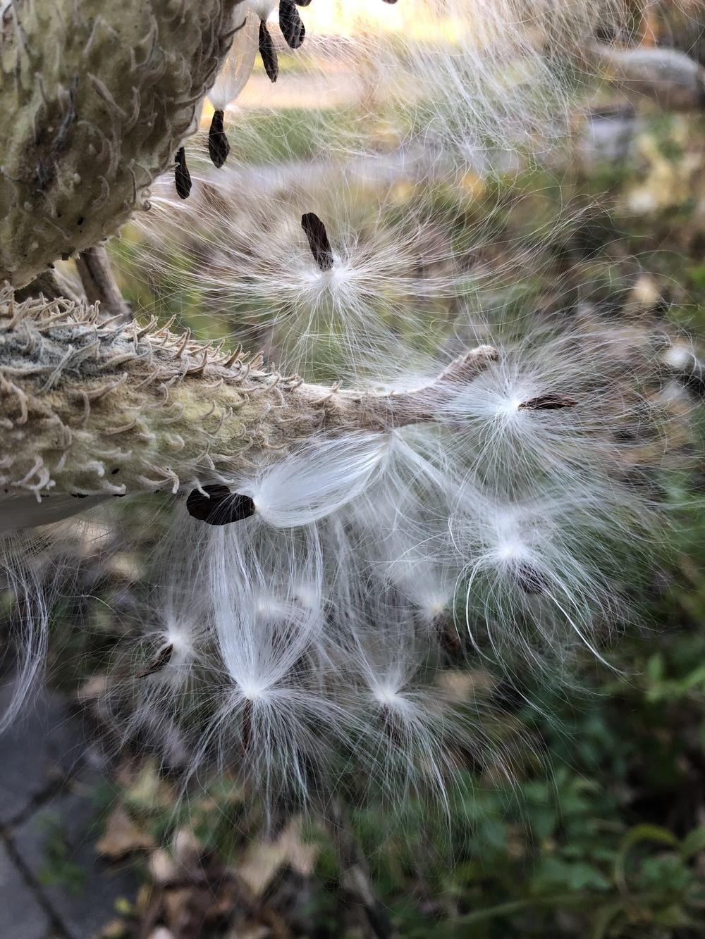 Photo of Common Milkweed (Asclepias syriaca) uploaded by crawgarden