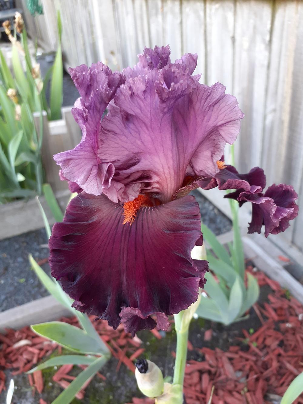 Photo of Tall Bearded Iris (Iris 'Rarer than Rubies') uploaded by PaulaHocking