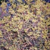 Hypericum kalmianum  Fall colour