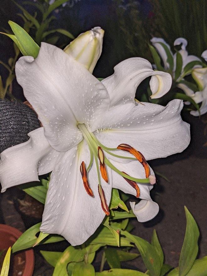 Photo of Oriental Lily (Lilium 'Casa Blanca') uploaded by Joy