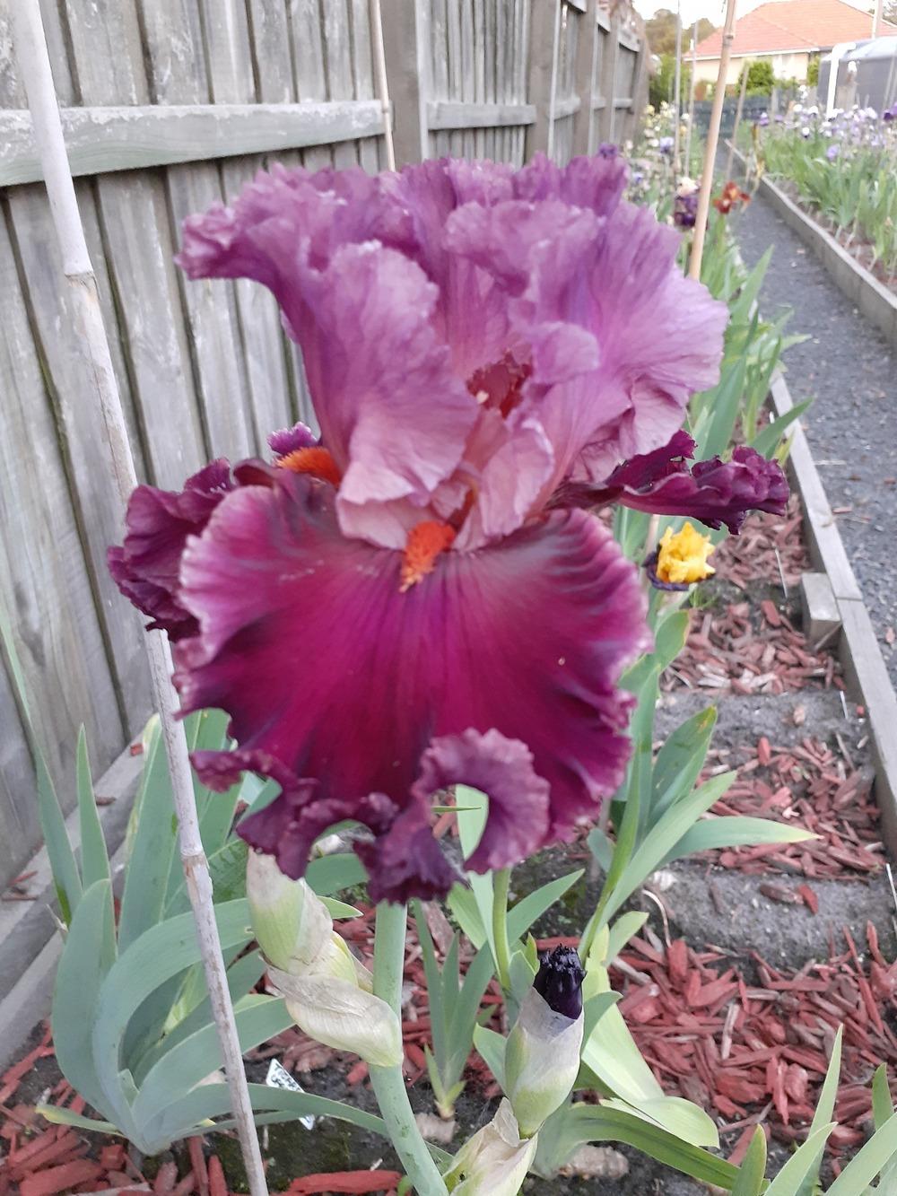 Photo of Tall Bearded Iris (Iris 'Rarer than Rubies') uploaded by PaulaHocking