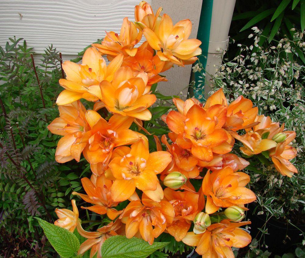 Photo of Dwarf Asiatic Lily (Lilium Lily Looks™ Tiny Double You) uploaded by Joy