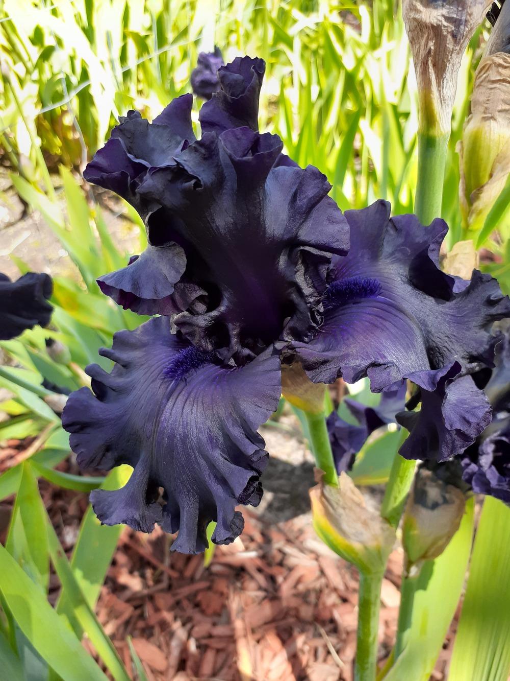 Photo of Tall Bearded Iris (Iris 'All Night Long') uploaded by PaulaHocking