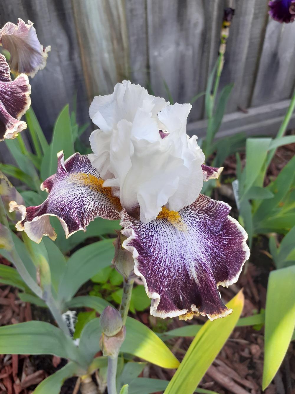 Photo of Tall Bearded Iris (Iris 'Looky Loo') uploaded by PaulaHocking