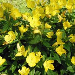 Location: Eagle Bay, New York
Date: 2014-07-06
Sundrops (Oenothera 'Crown Imperial' flowers