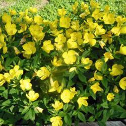 Location: Eagle Bay, New York
Date: 2014-07-06
Sundrops (Oenothera 'Crown Imperial'