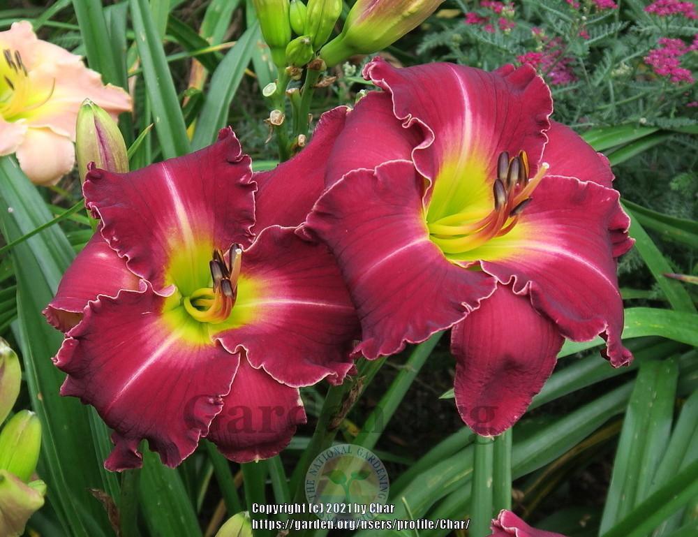 Photo of Daylily (Hemerocallis 'Love in a Vacuum') uploaded by Char