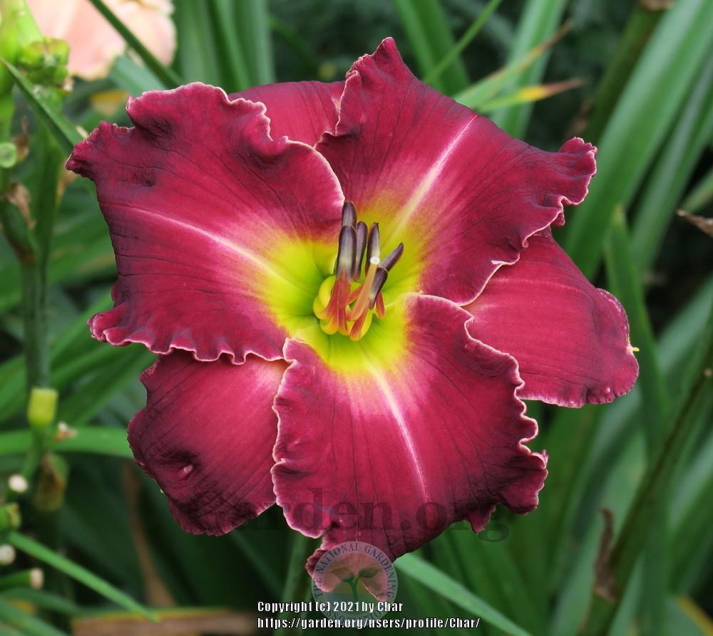 Photo of Daylily (Hemerocallis 'Love in a Vacuum') uploaded by Char