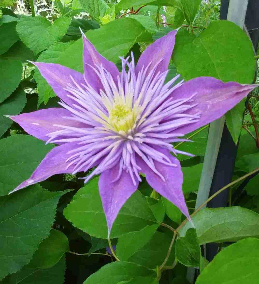 Photo of Clematis Crystal Fountain™ uploaded by adknative