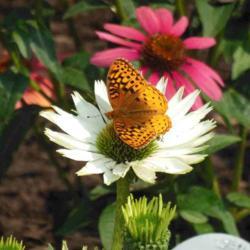 Location: Eagle Bay, New York
Date: 2014-07-25
Coneflower (Echinacea 'Virgin') with fritillary butterfly
