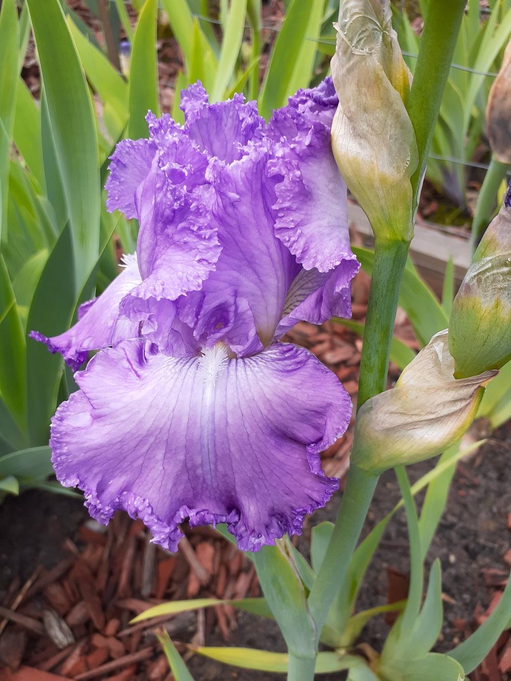 Photo of Tall Bearded Iris (Iris 'Spring Image') uploaded by PaulaHocking