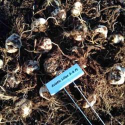 Location: Eagle Bay, New York
Date: 11-04-2021
Mixed Asiatic Lily bulbs 2021