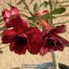 Red wine is a grafted adenium that we rescued. Hoping it will mak