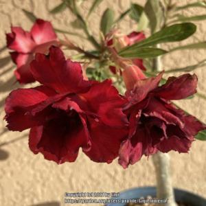 Red wine is a grafted adenium that we rescued. Hoping it will mak