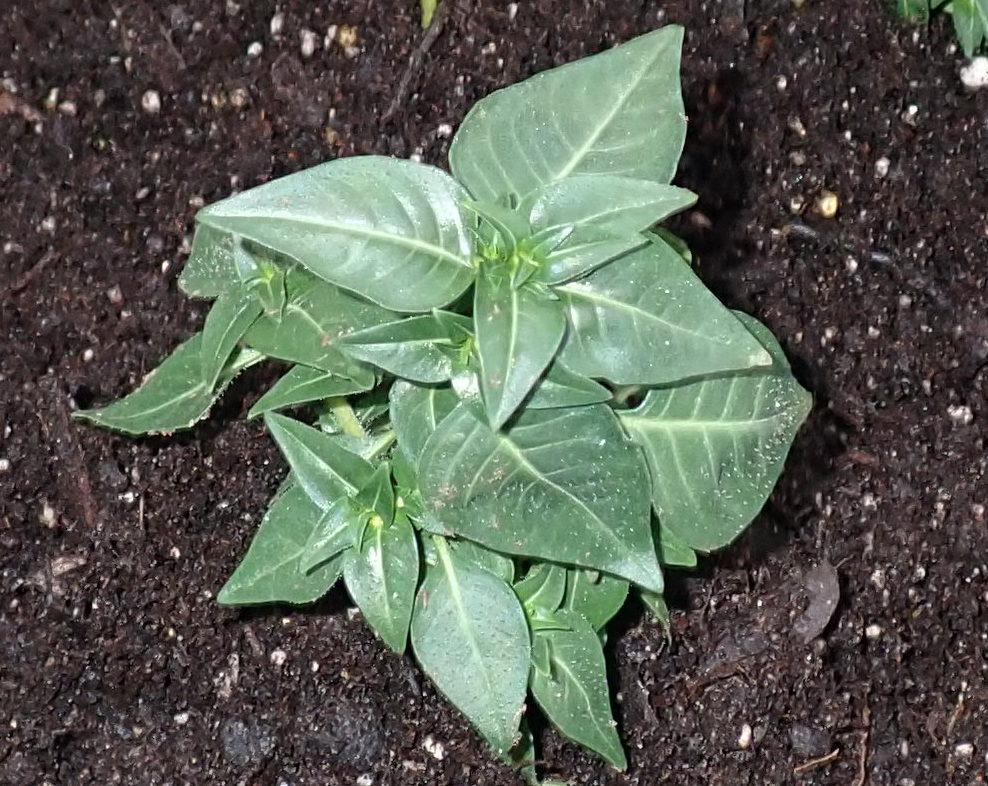 Photo of Cigar Plant (Cuphea ignea 'Dynamite') uploaded by gardengus