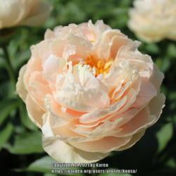 Location: My Garden in PA
Date: 2021-05-15
Love this peachy shade!