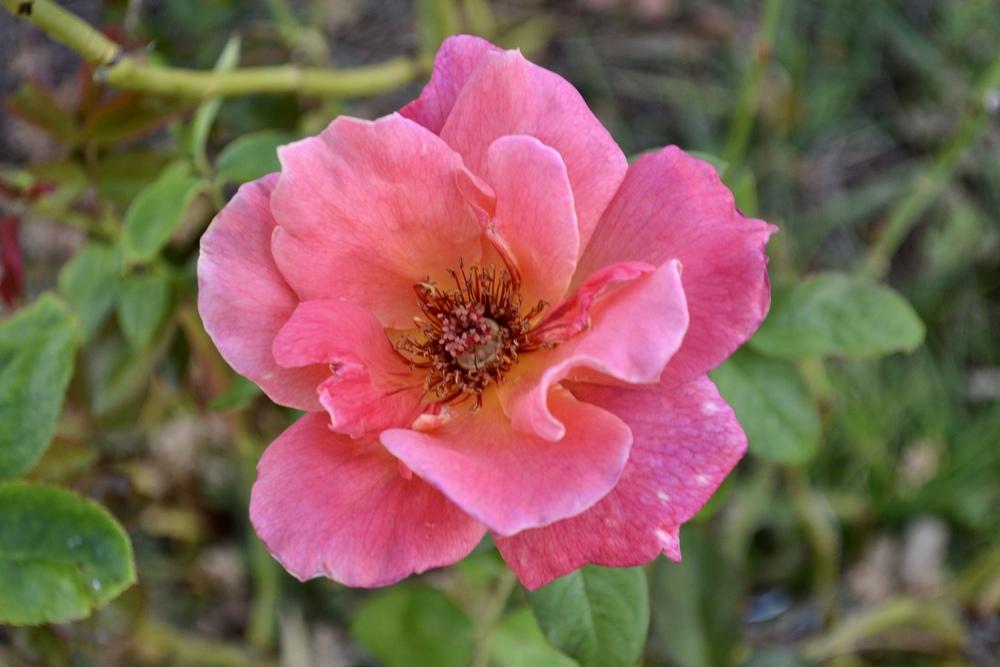 Photo of Rose (Rosa 'Mojave') uploaded by LisaPCB