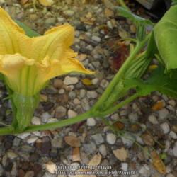 Location: Temple, Texas
Date: 2021-11-15
First 2 polinated squash appearing (1½" long)..