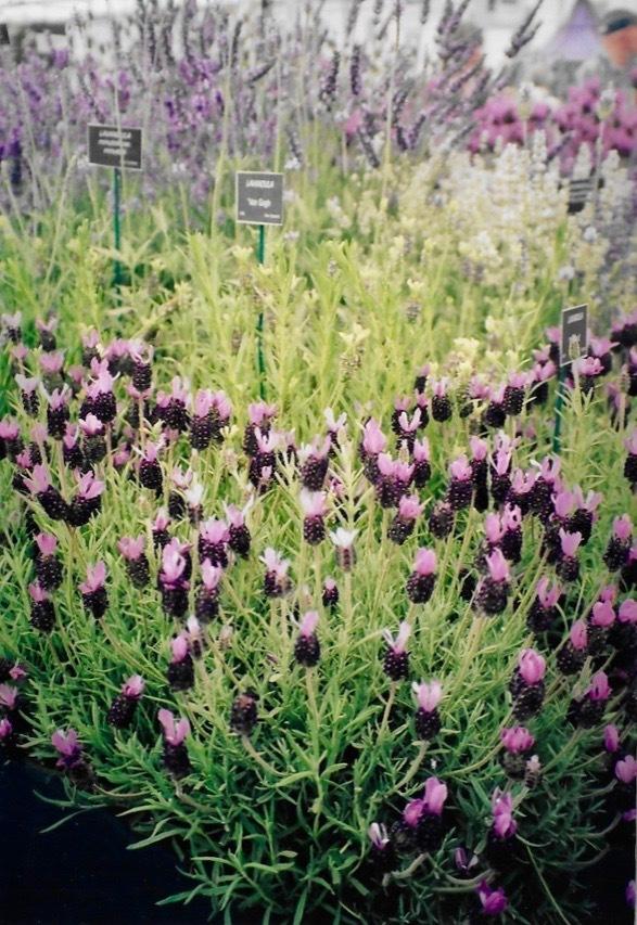 Photo of Spanish Lavender (Lavandula stoechas) uploaded by Permastake