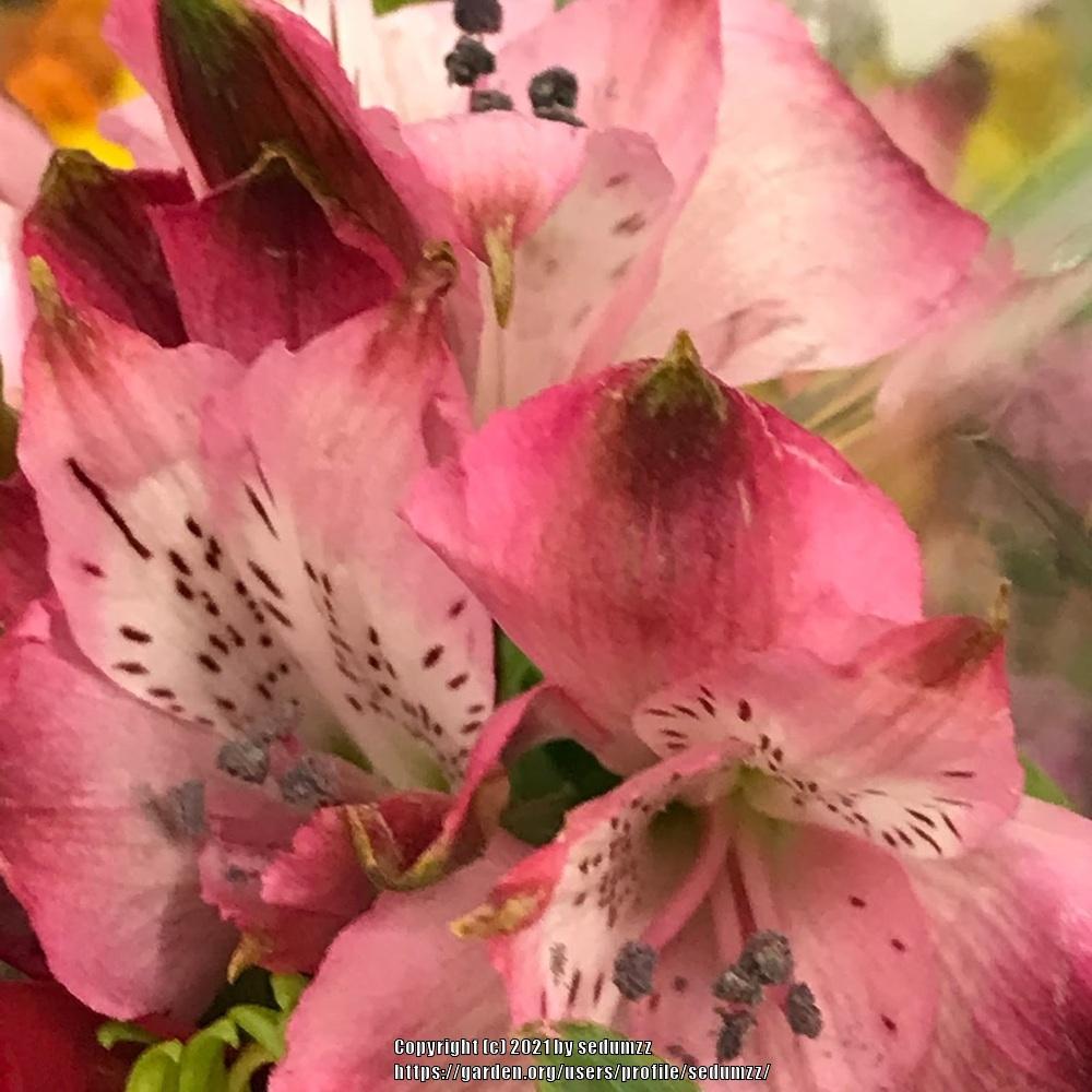 Photo of Peruvian Lilies (Alstroemeria) uploaded by sedumzz