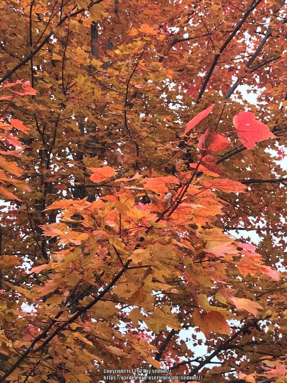 Photo of Red Maple (Acer rubrum) uploaded by sedumzz