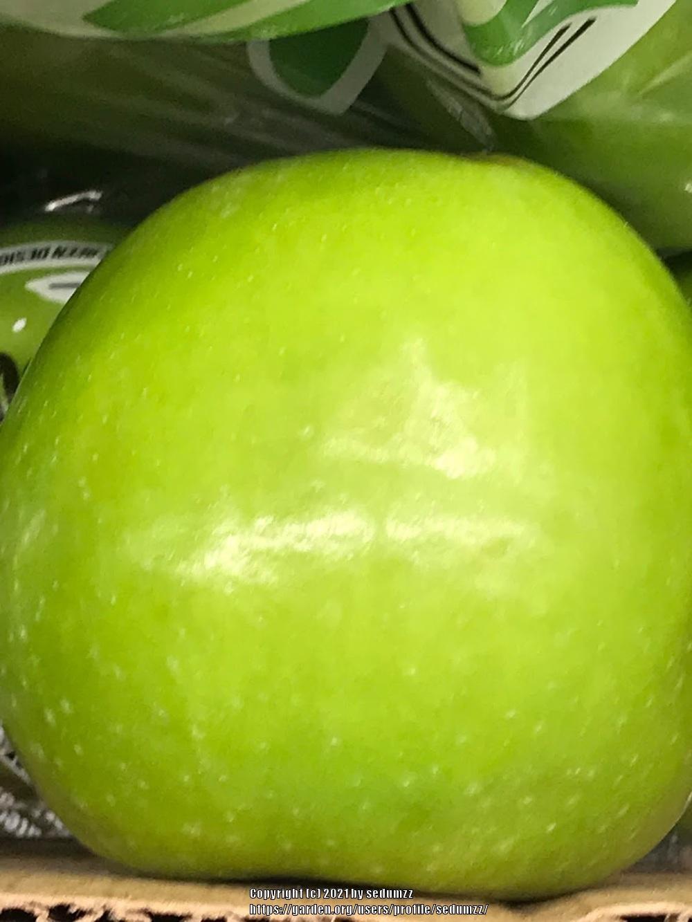 Photo of Apple (Malus domestica 'Granny Smith') uploaded by sedumzz