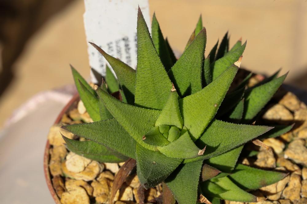 Photo of Haworthiopsis attenuata var. glabrata uploaded by Baja_Costero
