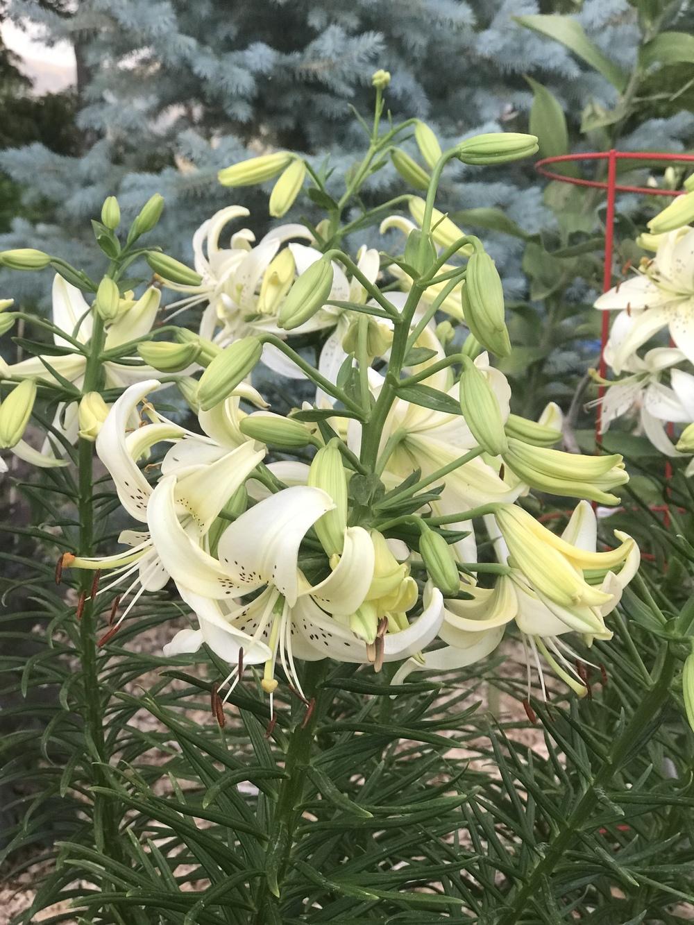 Photo of Lily (Lilium 'Sweet Surrender') uploaded by Calebstroh