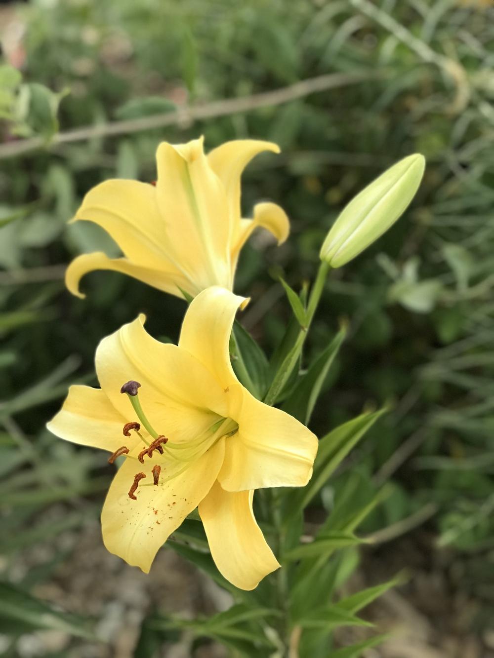 Photo of Lily (Lilium 'Corcovado') uploaded by Calebstroh