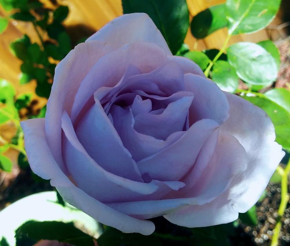 Photo of Rose (Rosa 'Blue Girl 2008') uploaded by Daisysdaughter