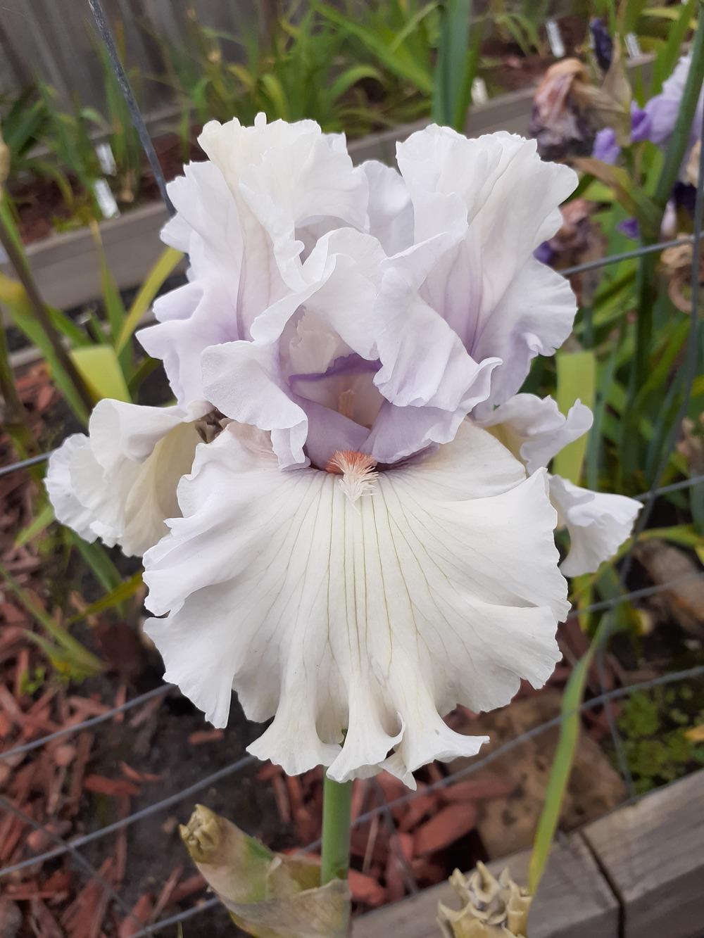 Photo of Tall Bearded Iris (Iris 'Resonance') uploaded by PaulaHocking