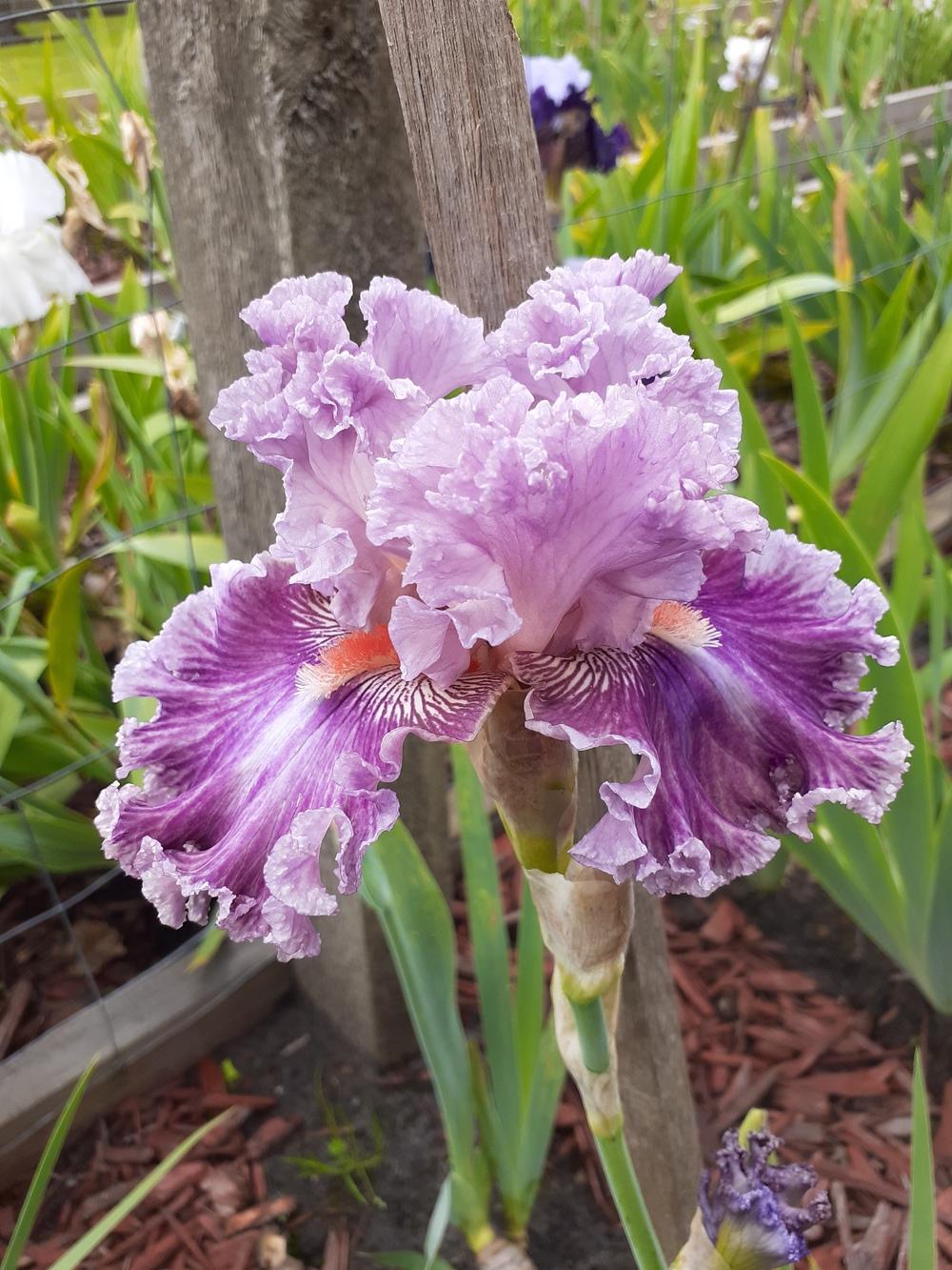 Photo of Tall Bearded Iris (Iris 'Just Witchery') uploaded by PaulaHocking