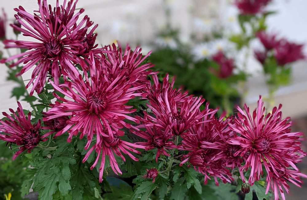 Photo of Chrysanthemum uploaded by Joy
