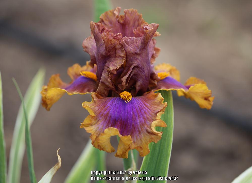 Photo of Tall Bearded Iris (Iris 'Maggie Beth') uploaded by Valery33
