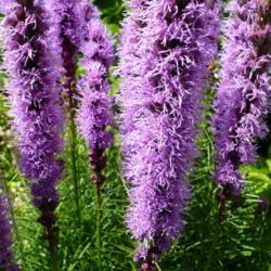 Location: Vallican, B.C.
Date: 2008-08-03
- They look like soft lavender wands.