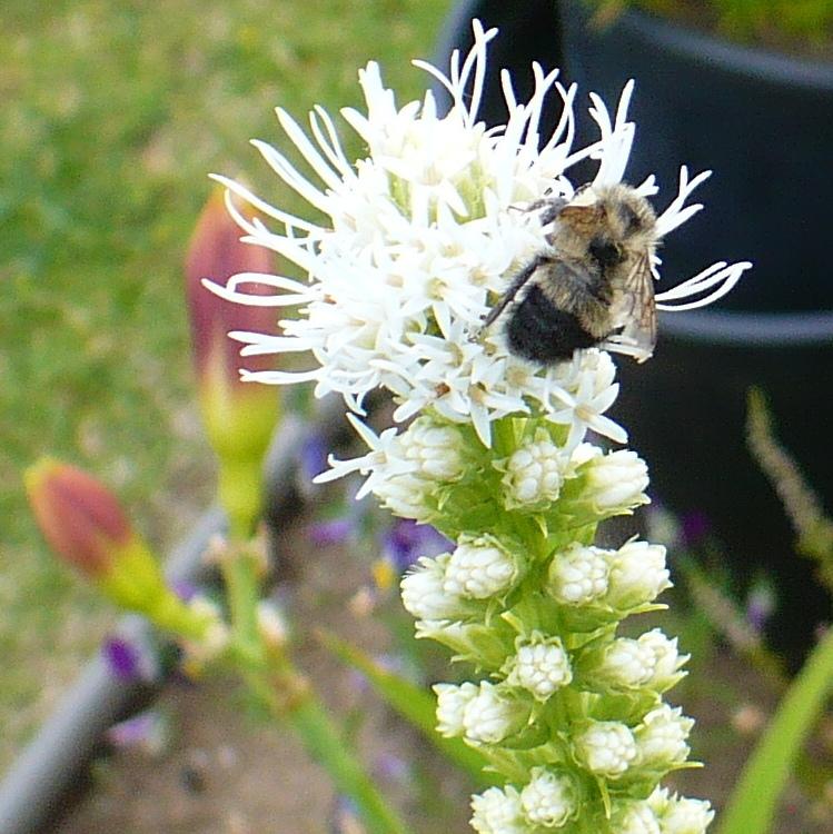Photo of Gay Feather (Liatris spicata 'Floristan White') uploaded by HemNorth