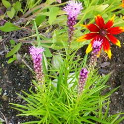 Location: Nora's Garden - Castlegar, B.C.
Date: 2016-07-08
- Liatris blooms start from the top.