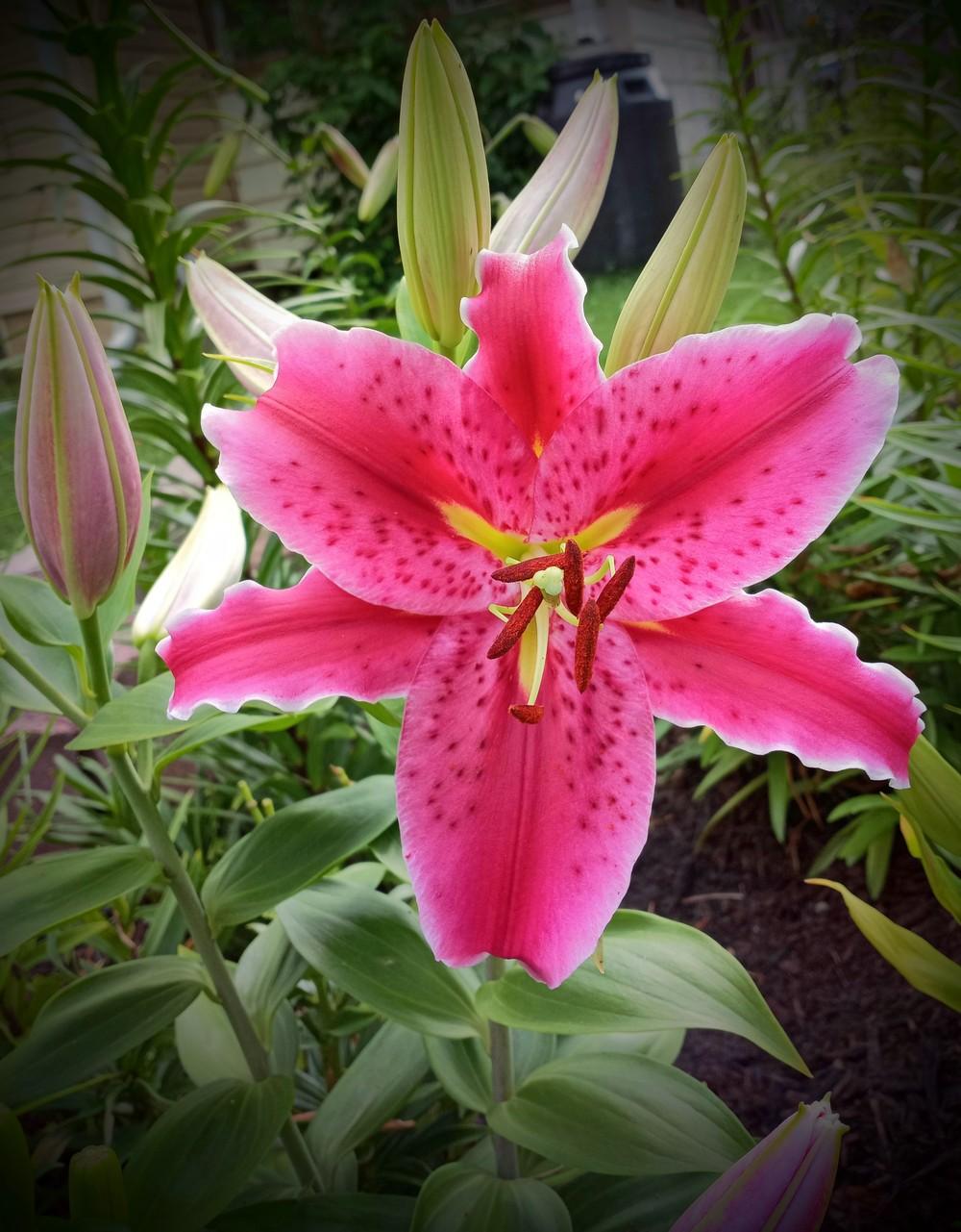 Photo of Oriental Lily (Lilium 'Star Gazer') uploaded by JayZeke