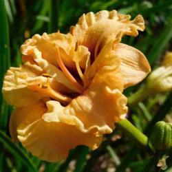 Location: Eagle Bay, New York
Date: 2021-08-13
Daylily (Hemerocallis 'Dewy Sweet'), also small seed pod forming