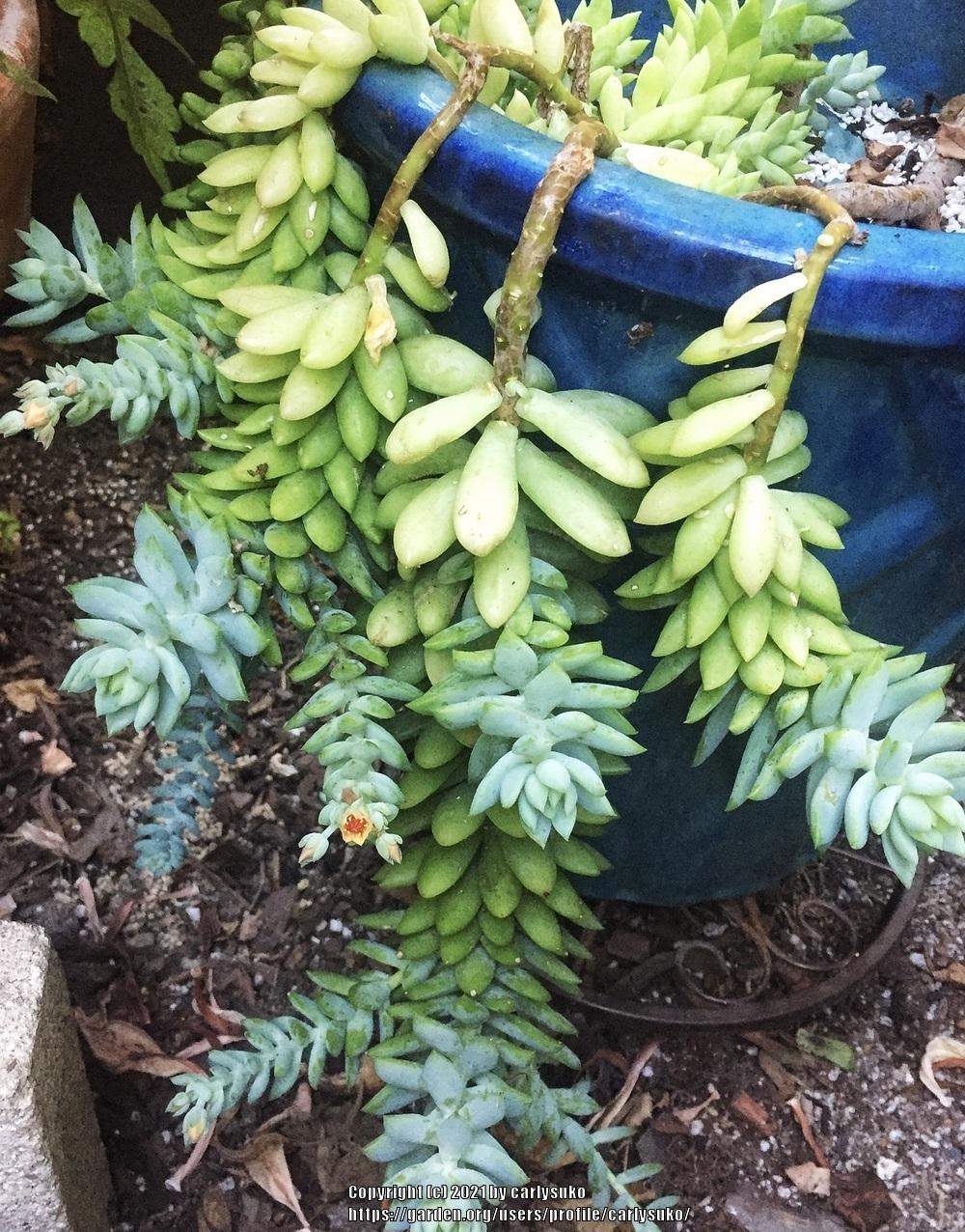 Photo of Super Burro's Tail (XSedeveria 'Harry Butterfield') uploaded by carlysuko