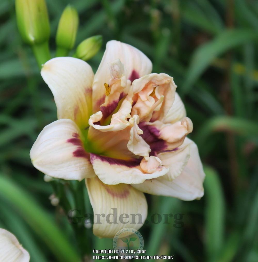 Photo of Daylily (Hemerocallis 'Roswitha') uploaded by Char