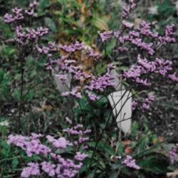 Location: Heathcote Ontario Canada
Date: 2001  Summer
Limonium perezii            Naturalizes in my garden