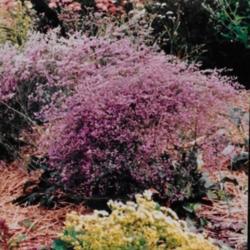 Location: Heathcote Ontario Canada
Date: 2001  Summer
Limonium latifolium	  Amazing flowers