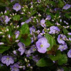 Location: Eagle Bay, New York
Date: 2007-06-01
Speedwell (Veronica 'Waterperry Blue')