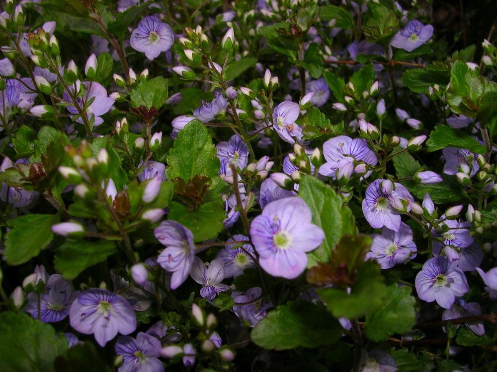 Photo of Speedwell (Veronica 'Waterperry Blue') uploaded by adknative