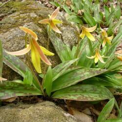 Location: Eagle Bay, New York
Date: 2006-05-09
Erythronium americanum -  trout lily or  Dog-tooth Violet