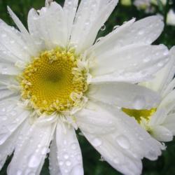 Location: Eagle Bay, New York
Date: 2007-07-19
Shasta Daisy (Leucanthemum x superbum 'Highland White Dream')