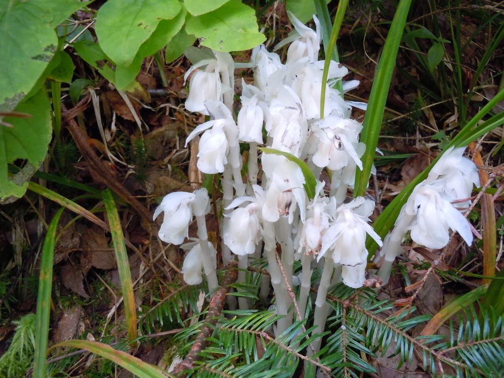 Photo of Indian Pipe (Monotropa uniflora) uploaded by adknative