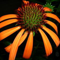 Location: Eagle Bay, New York
Date: 2005-07-17
Echinacea 'Orange Meadowbrite'