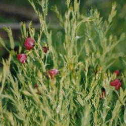 Location: Heathcote Ontario Canada
Date: 1998  August
Linum grandiflorum'Rubrum'	  Going to seed
